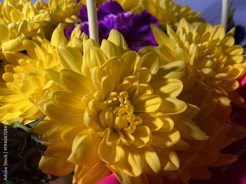 Fototapeta premium Cluster of radiant yellow chrysanthemums capturing warm evening ambiance