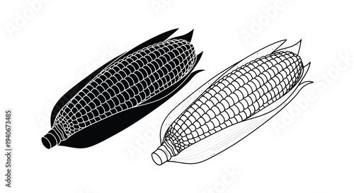 Simple illustration of two ears of corn with husks and kernels