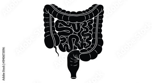 Anatomical illustration of the human large intestine depicted in black and white
