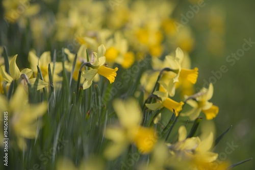 Daffodils to announce spring. Cheerful, happy image appealing to Easter and new life