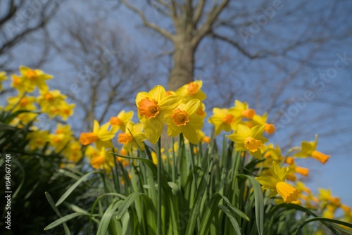 Daffodils to announce spring. Cheerful, happy image appealing to Easter and new life