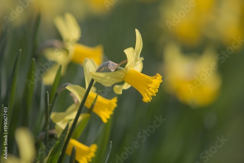 Daffodils to announce spring. Cheerful, happy image appealing to Easter and new life