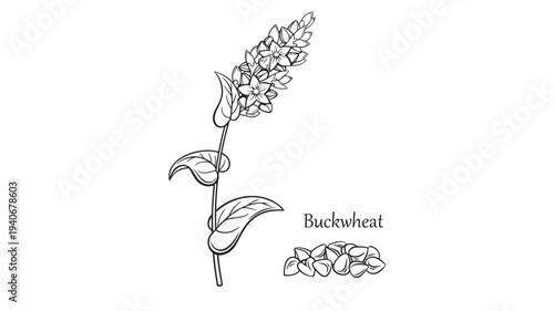 Buckwheat plant stalk with flowers and seeds, depicted in a black and white line drawing illustration for agricultural or botanical purposes.