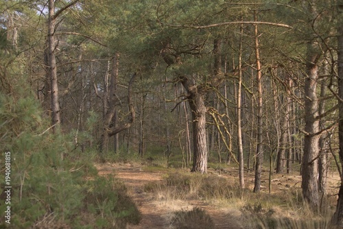 Forest in early spring