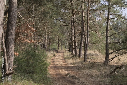 Forest in early spring