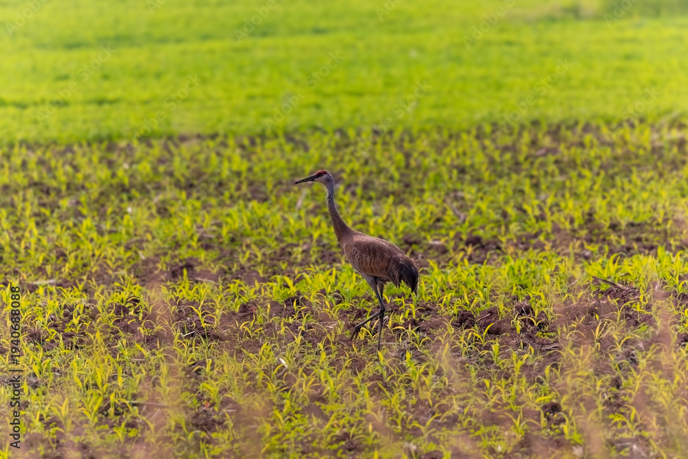Fototapeta premium The sandhill crane (Antigone canadensis). Native American bird a species of large crane of North America 