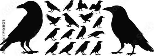 Crow bird silhouettes collection, raven poses set, black isolated wildlife icons, editable shapes, flat vector illustration bundle design