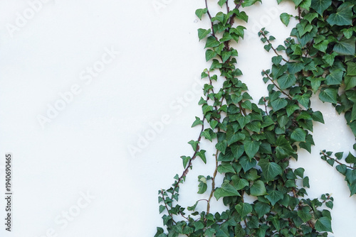 Wallpaper Mural ivy climbing vine plant with green leaves on white wall background Torontodigital.ca