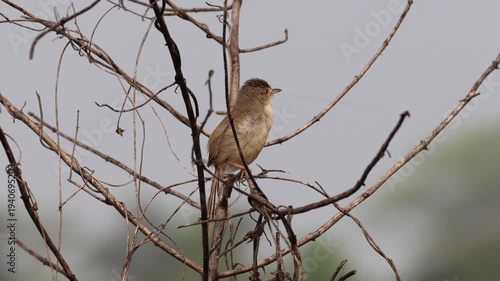 unedited 4k resolution video of Plain prinia or plain wren-warbler
