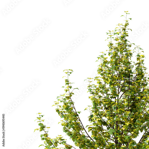 Plant branch isolated on transparent background. Green small tree branch isolated on transparent background. Young plant or tree leaves isolated on white background. Tree foliage PNG. Plant leaves PNG