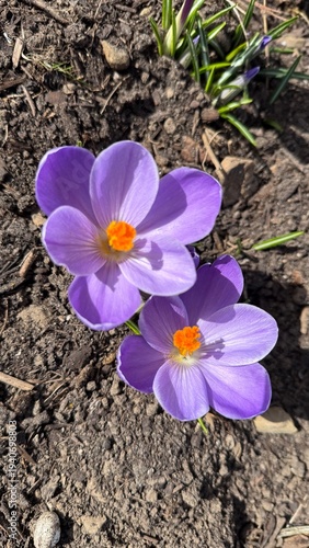 purple crocus flowers