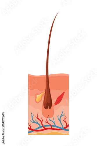 Hair growth cycle. Follicles phase. Telogen hair bulbs phase. Human hair follicle anatomy. Cross section of layers of the skin