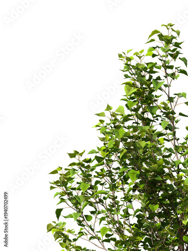 Plant branch isolated on transparent background. Green small tree branch isolated on transparent background. Young plant or tree leaves isolated on white background. Tree foliage PNG. Plant leaves PNG