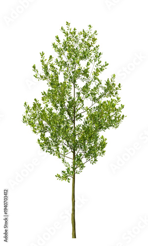 Single green small tree isolated on transparent background. Small plant isolated on transparent background. young plant or young tree isolated on white background. Small tree PNG. Small plant PNG.
