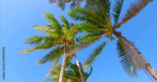 Palm trees swaying under the blue sky