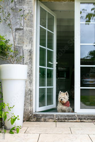 Fotografie West Highland White Terrier (Westie) sitting calmly while wearing a neckerchief, capturing a charming pet portrait