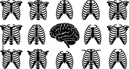 Set of human rib cages and brain isolated on white background
