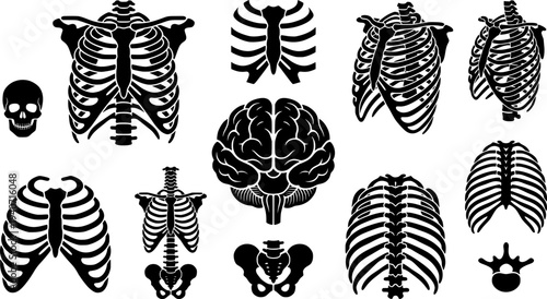 Set of human rib cages and brain isolated on white background
