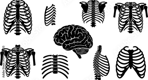 Set of human rib cages and brain isolated on white background
