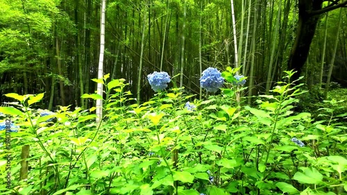 あじさいの道（大年寺山公園）【仙台市太白区茂ヶ崎】