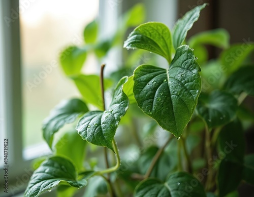 Green Cissus leaves with water droplets near a window. This plant, also called birch, has textured foliage. It thrives indoors with natural light. Its vines add decor.