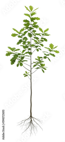 Growing oak tree seedling nature plant photography isolated on transparent background