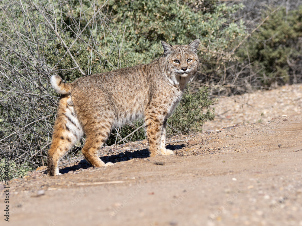 Obraz premium Bobcat walking in the Tucson desert