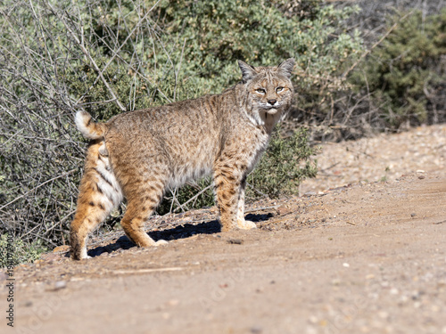 Bobcat walking in the Tucson desert