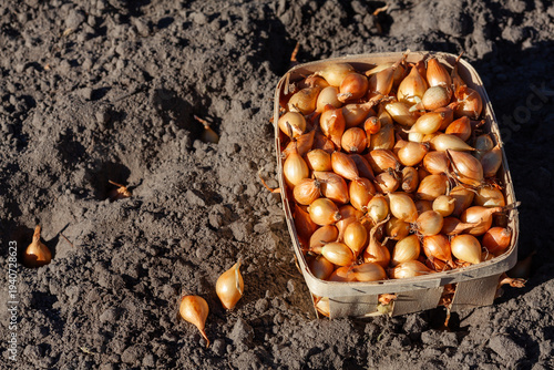 Small onion sets for planting in a wooden basket on fertile garden soil background