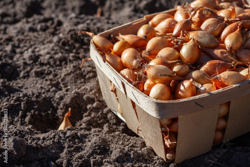 Small onion sets in a wooden basket on dark garden soil for planting