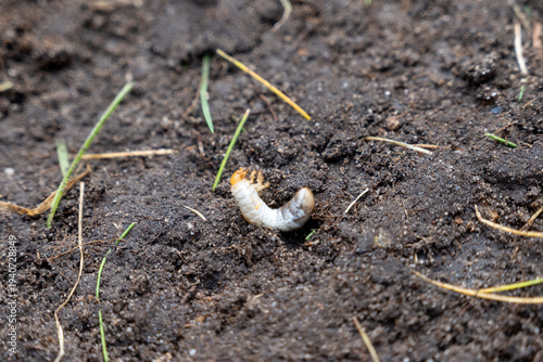 Cuadro en lienzo Underground pest grub beete white larvae cause problems and gamage with lawn eat