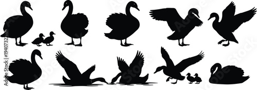 Silhouette illustration of swans in various poses