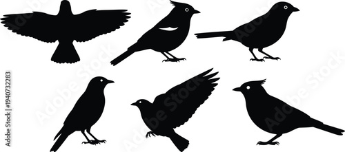 Silhouettes of six black birds in various poses