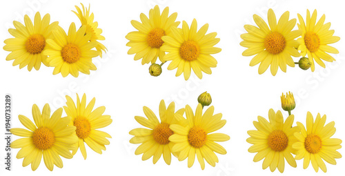 yellow daisy flower png daisy bloom png garden daisy blossom png transparent background image