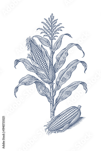 Vintage illustration of a corn stalk with two ears of corn, one on the stalk and one detached