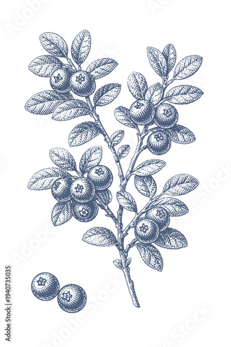 Vintage botanical illustration of a blueberry branch with ripe berries and leaves