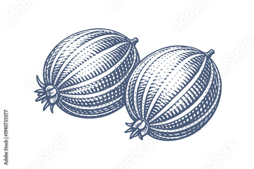 Vintage illustration of two ripe gooseberries with detailed texture and shading on a white background