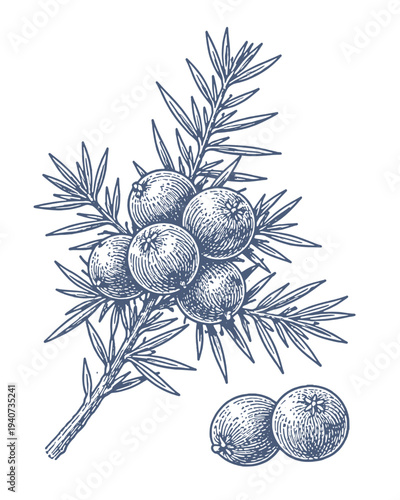 Vintage botanical illustration of juniper berries on a branch with scattered berries below