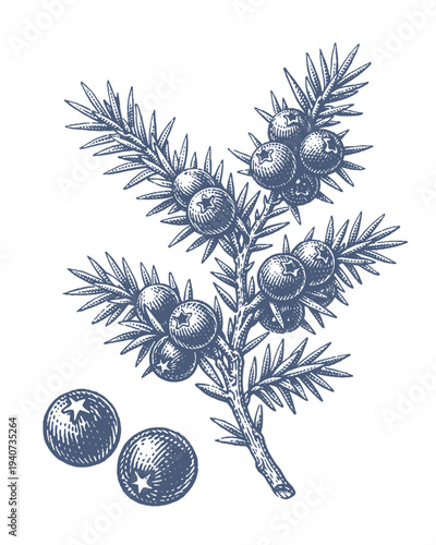 Vintage botanical illustration of a juniper branch with berries and two loose berries