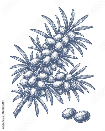 Detailed black and white illustration of sea buckthorn berries on a branch with leaves