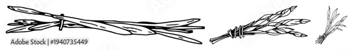 Sage sticks set with abstract line art bundle of dried sticks on white background featuring sage, dried, smudge stick with black ink and minimalist illustration