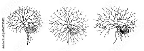 Neural network set with intricate human neural network featuring elegant line art, neurology, white background with sophistication and precision