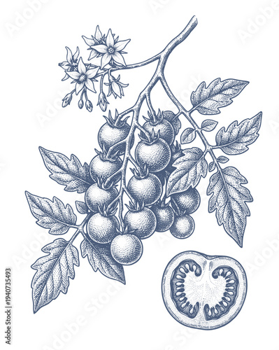 Vintage botanical illustration of a tomato plant branch with ripe fruits and flowers