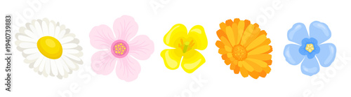 Set of colorful spring flowers isolated on white background. Vector cartoon flat illustration.