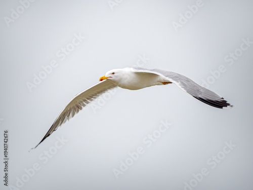 Foto Goéland leucophée (Larus michahellis) en vol avec ailes déployées sur fond de ci