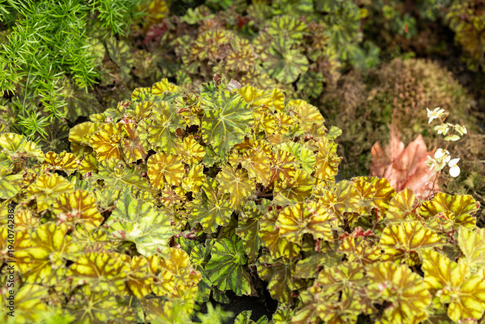 Fototapeta premium Colorful Rex Begonia Leaves in Botanical Garden
