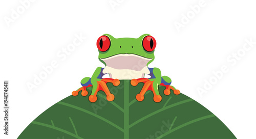 A red-eyed tree frog with a white belly and blue-striped legs is peering over a dark green leaf, looking directly forward on a white background.