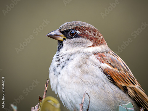 Konstfotografi Moineau domestique (Passer domesticus) posé dans une haie, portrait rapproché d’