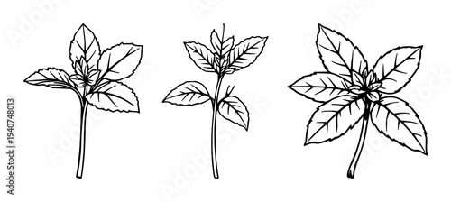 Mint sprig set with single weight line drawing featuring culinary herb, fresh plant, aroma with green leaves and simple style