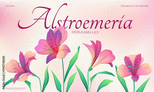Alstroemeria botanical banner background template with Peruvian lily flowers in elegant floral composition. Decorative vector illustration for botanical series, nature prints and floral design.